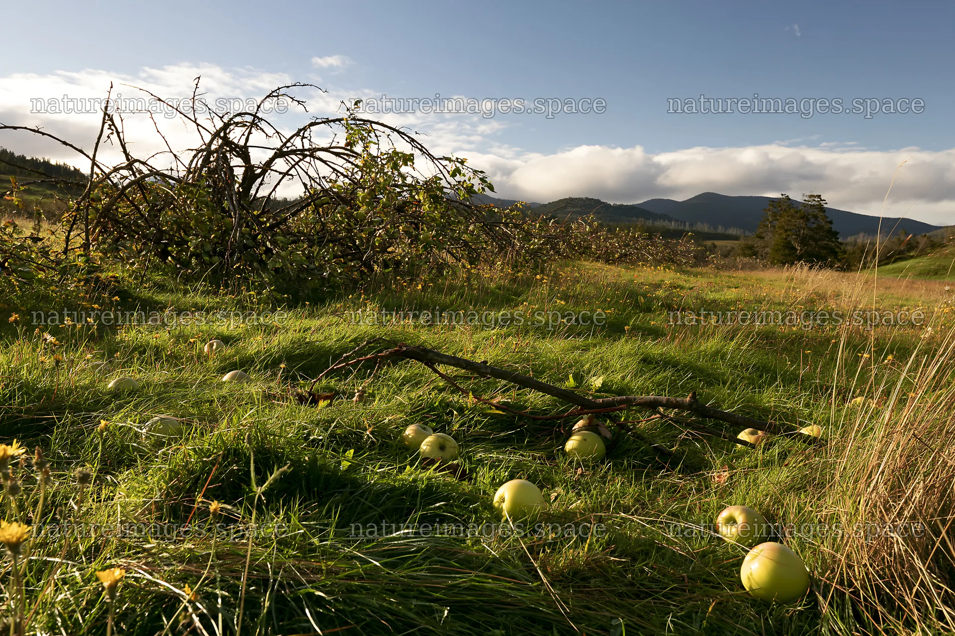 Highland apple meadow with fallen apples and tree branches – nature images 9722x6480