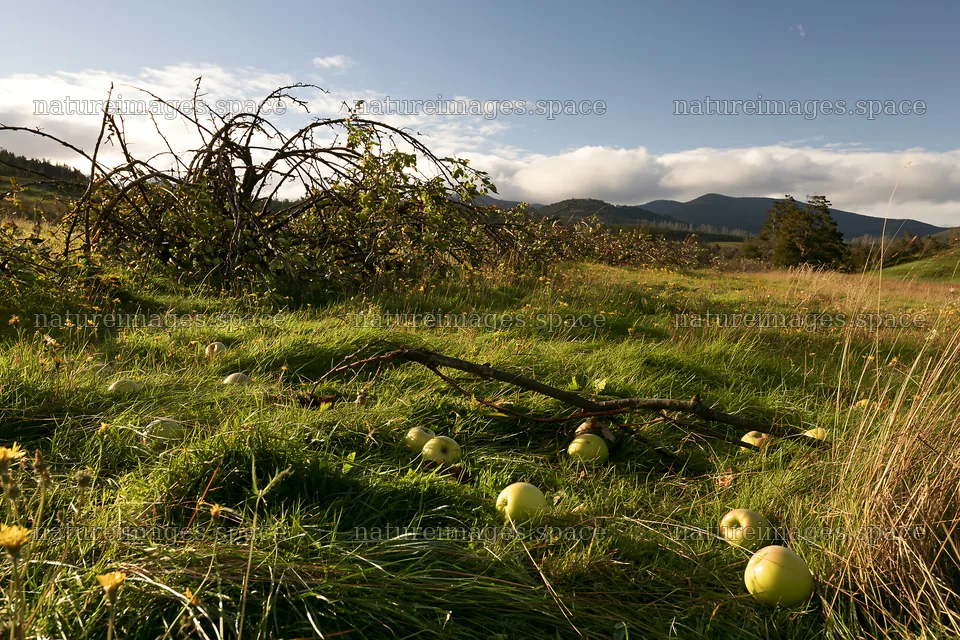 Highland apple meadow with fallen apples and tree branches – nature images 9722x6480
