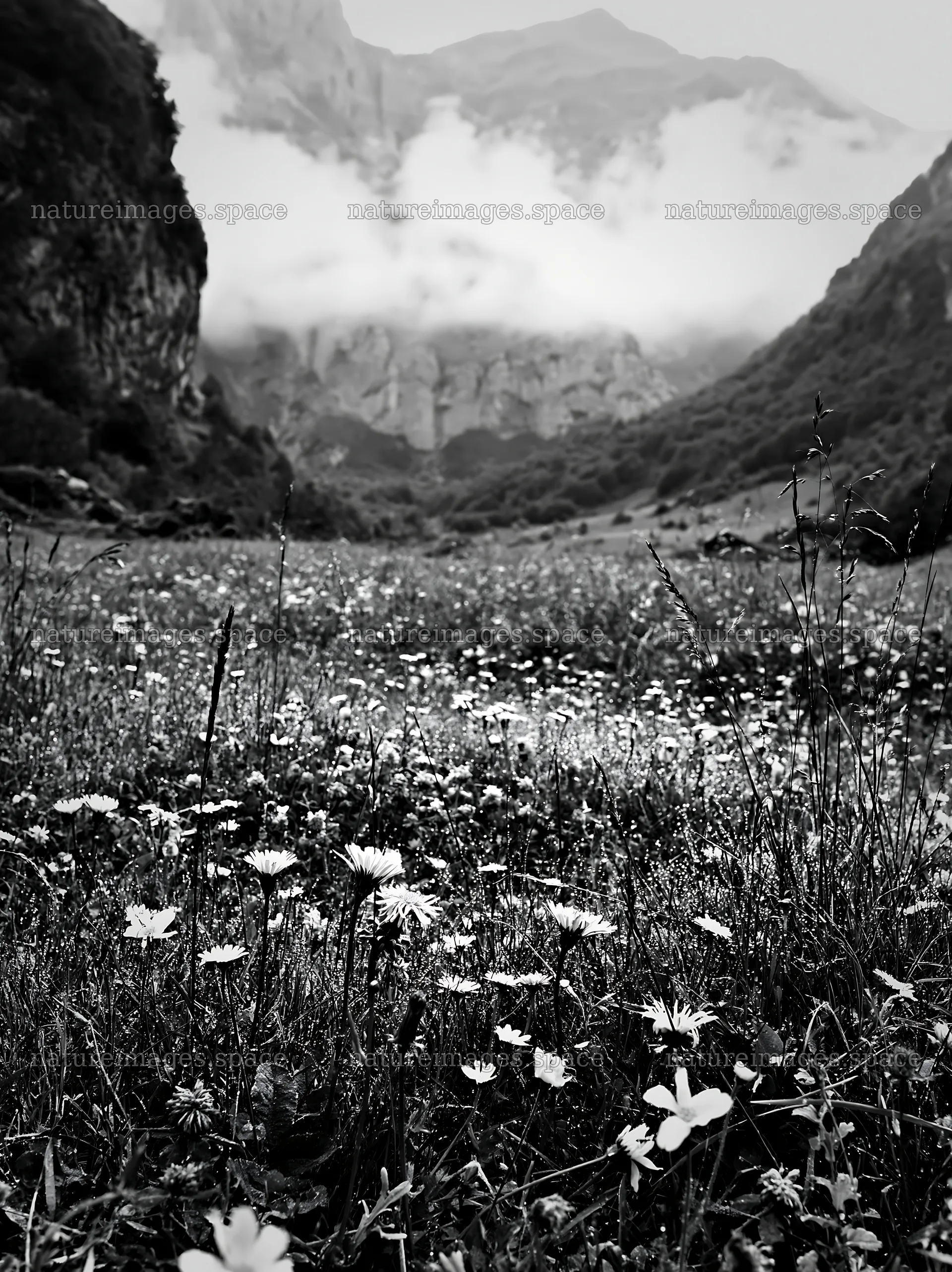 Meadow with dew and flowers in a mountain valley – nature images 6866x9174