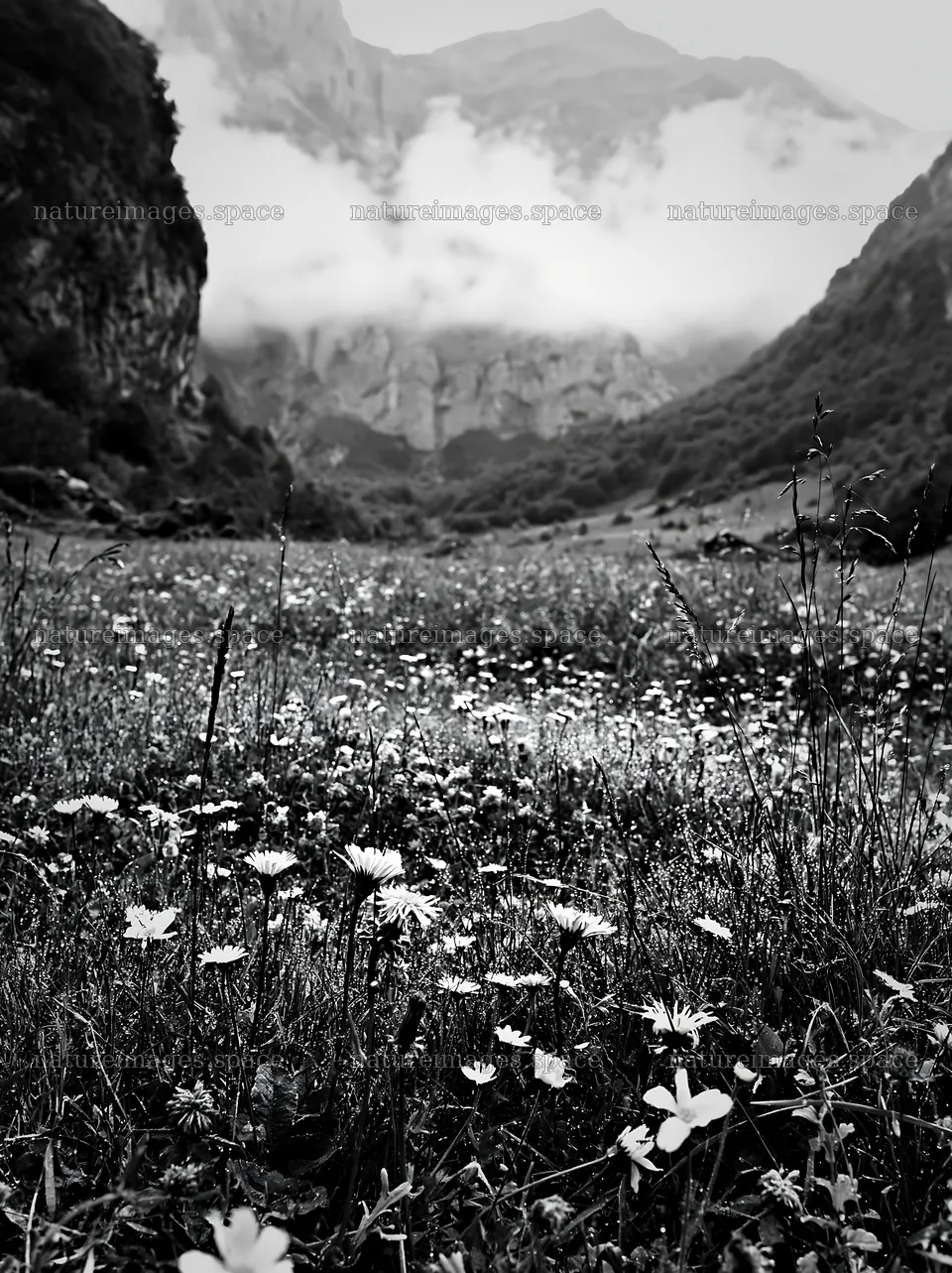 Meadow with dew and flowers in a mountain valley – nature images 6866x9174