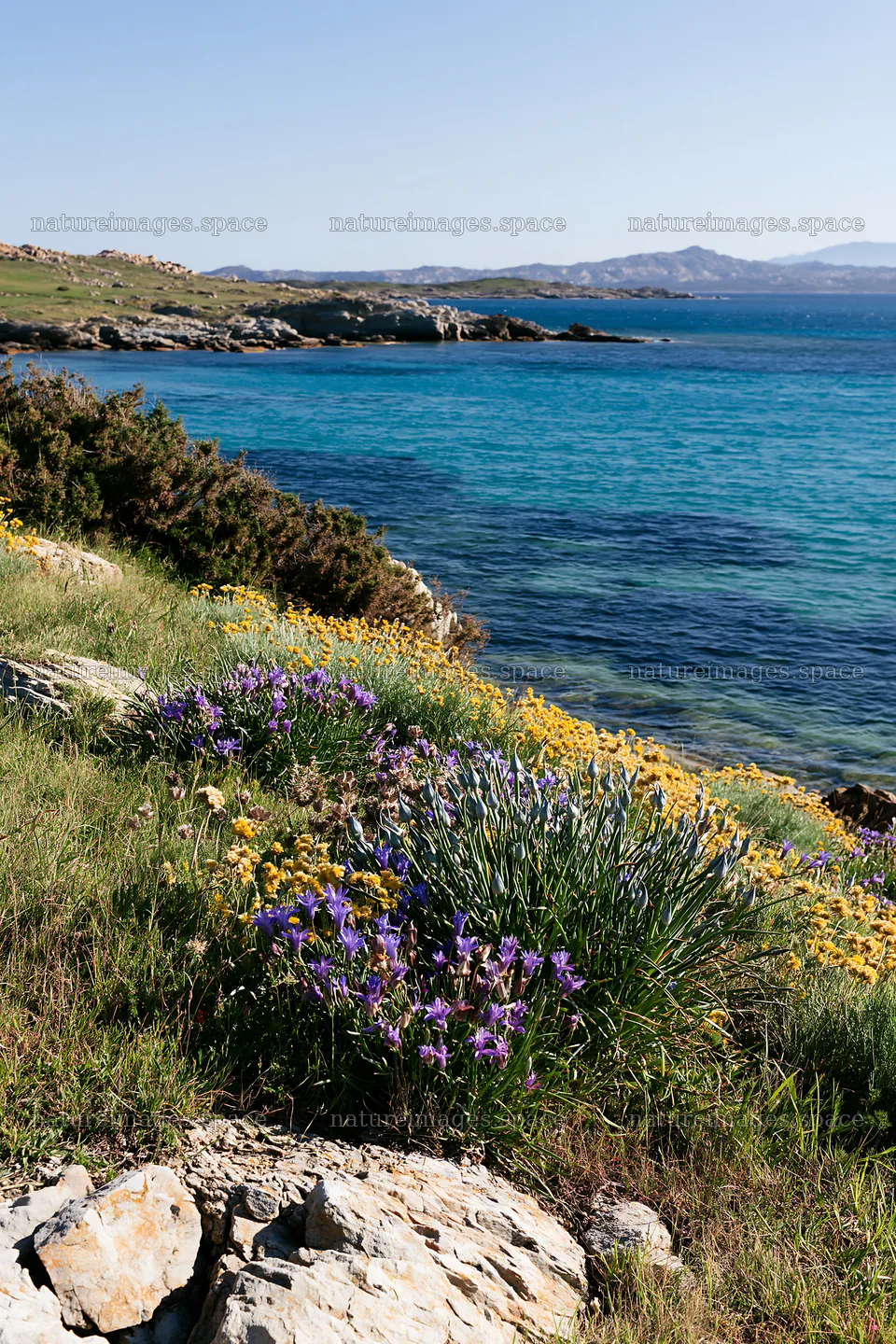 Drought-tolerant meadow near the coast with blue waters – nature images 6480x9722