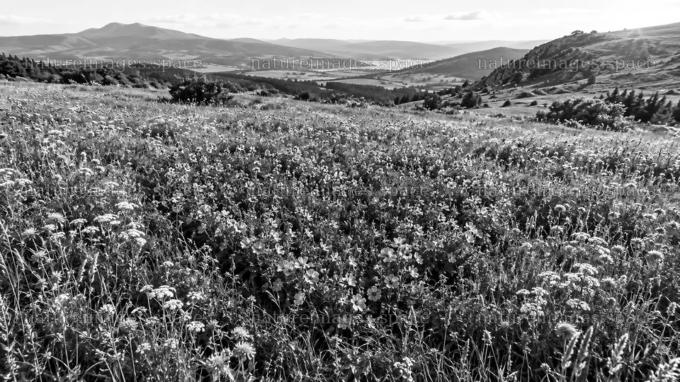 Monochrome Wildflower Meadow and Mountain Lake – nature images 10324x5812