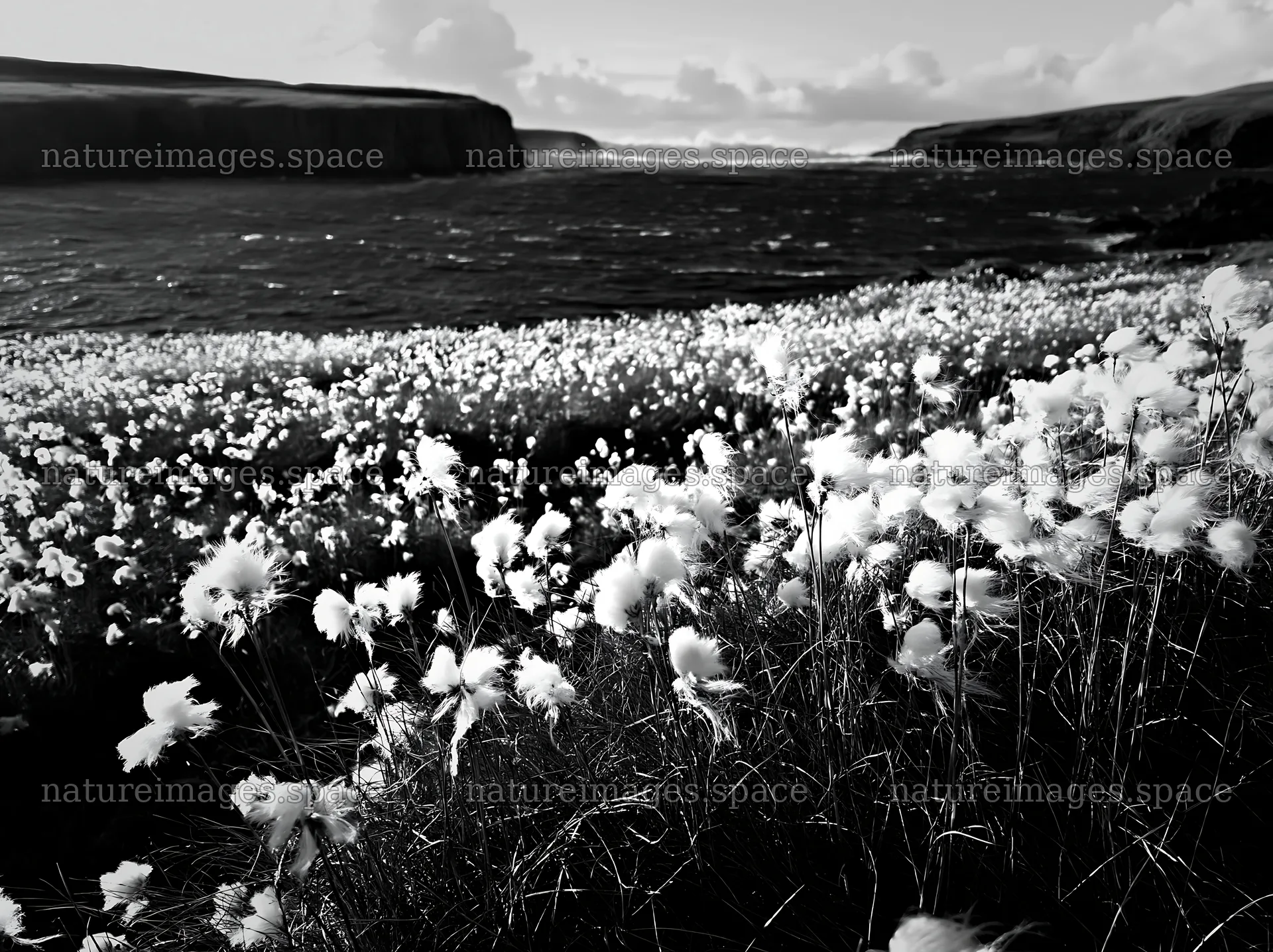 Cottongrass meadow near the coast with ocean in background – nature images 9174x6866