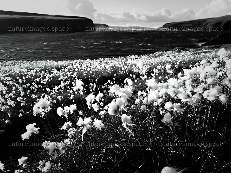 Cottongrass meadow near the coast with ocean in background – nature images 9174x6866