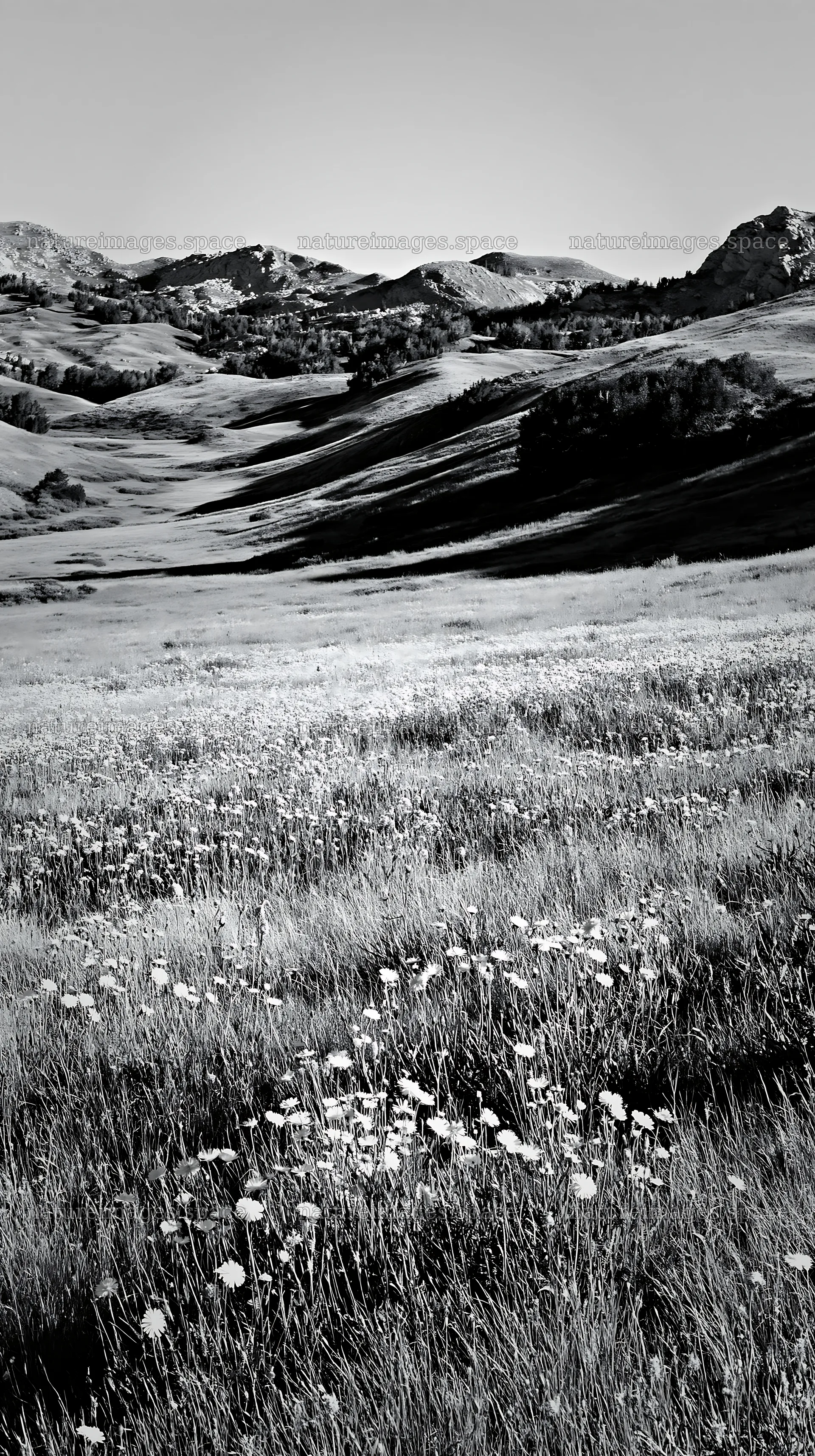 Sunny limestone meadow with warm grasses and wildflowers – nature images 5938x10608