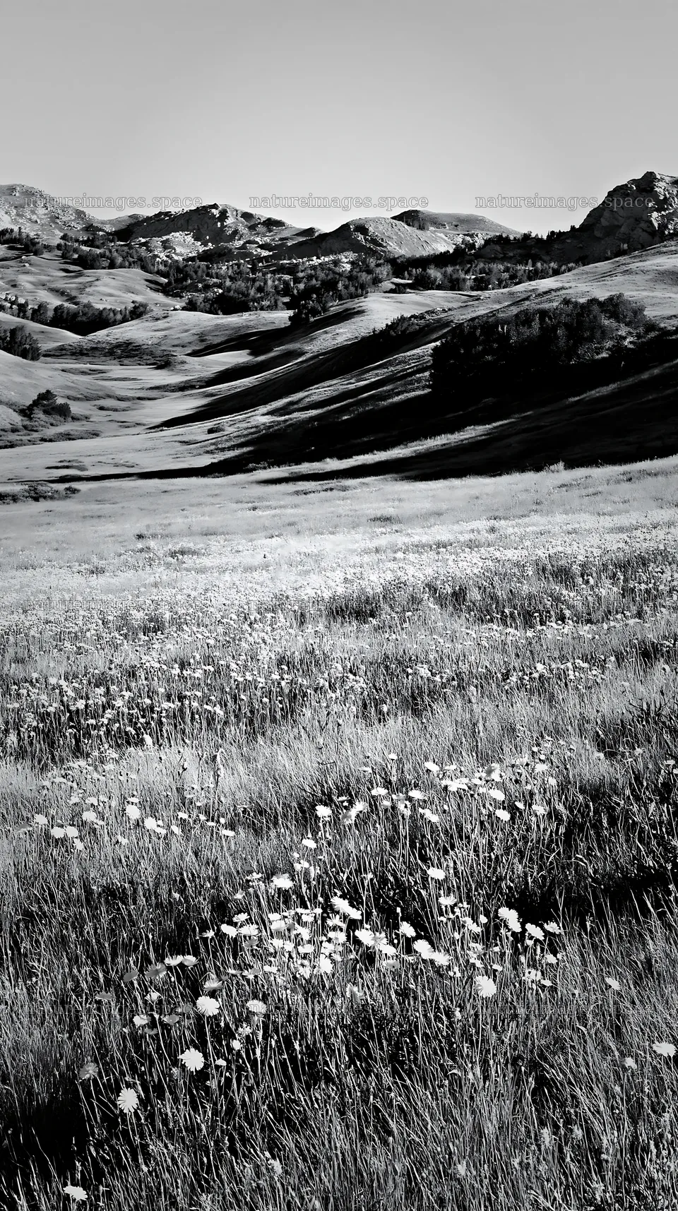 Sunny limestone meadow with warm grasses and wildflowers – nature images 5938x10608