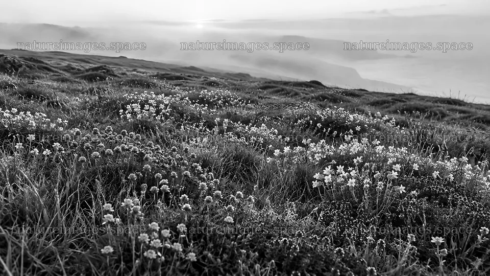 Wildflower Meadow in Morning Mist, Monochrome – nature images 10324x5812