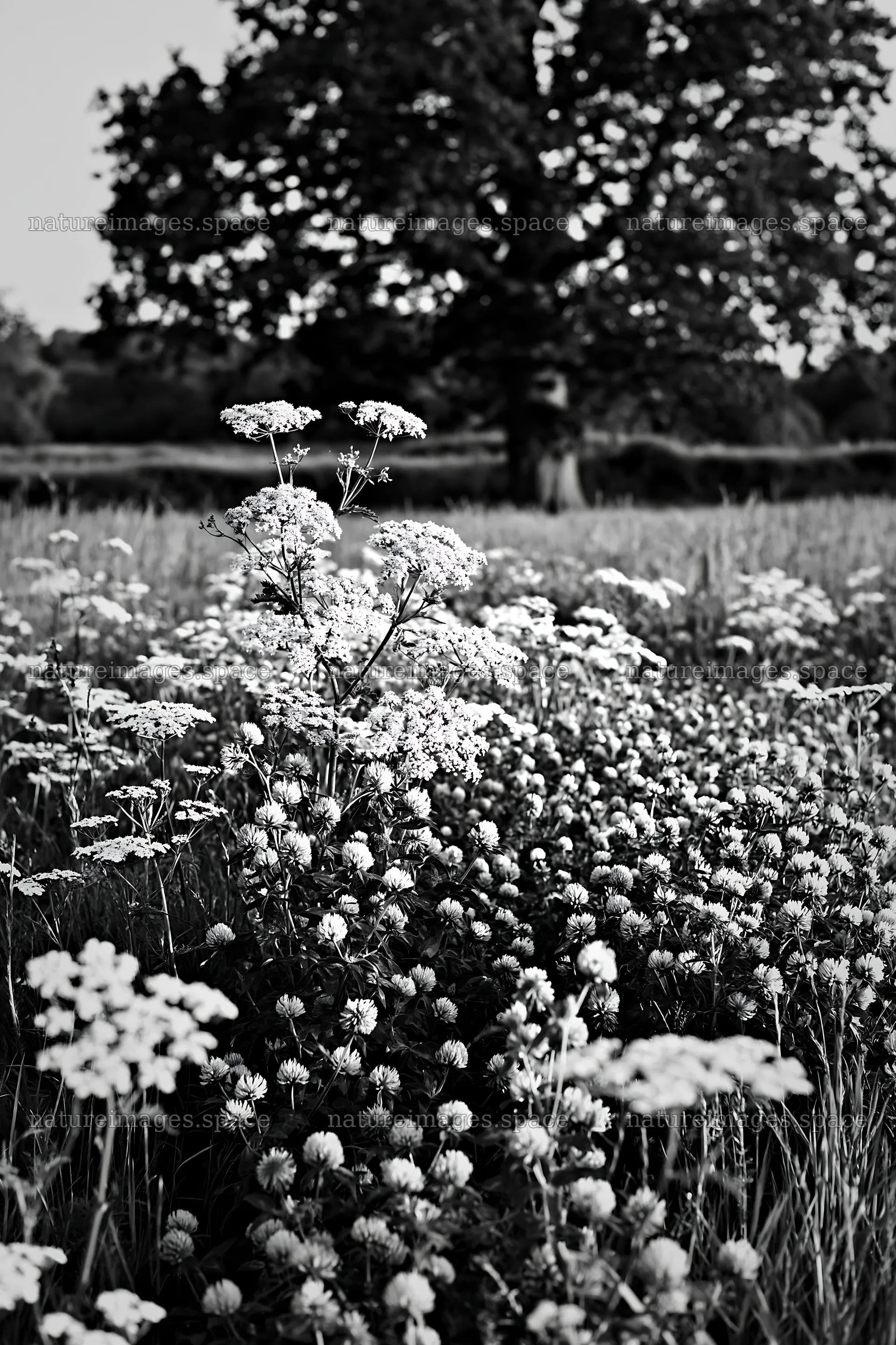 Herb meadow with flowers and old oak tree in black and white – nature images 6480x9722