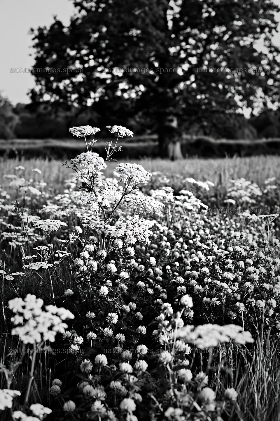 Herb meadow with flowers and old oak tree in black and white – nature images 6480x9722