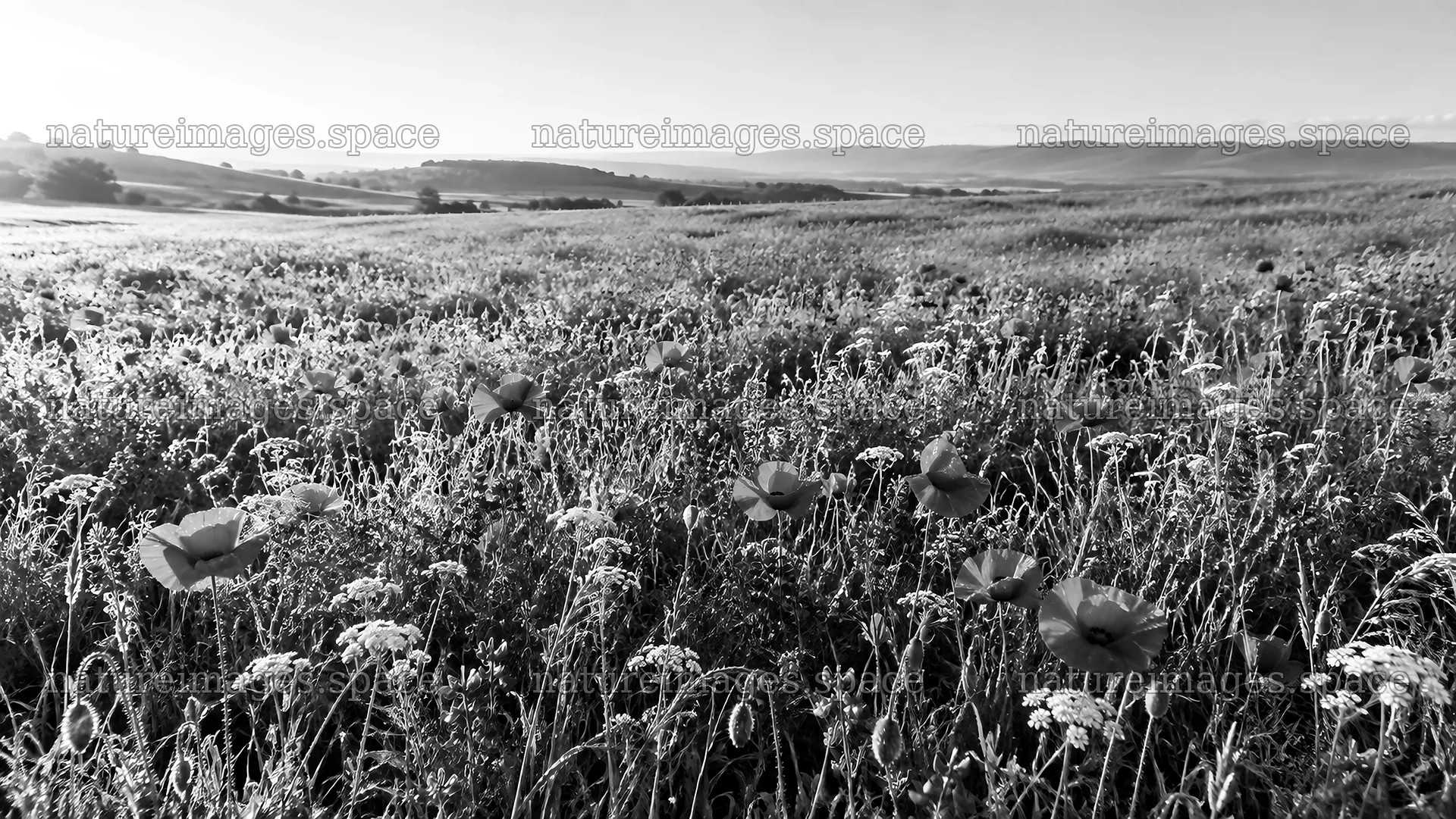 Black and White Wildflower Meadow with Rolling Hills – nature images 10324x5812