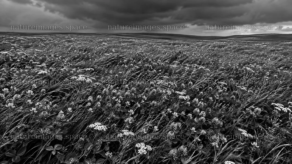 Dark Monochrome Meadow Beneath Heavy Clouds – nature images 10324x5812