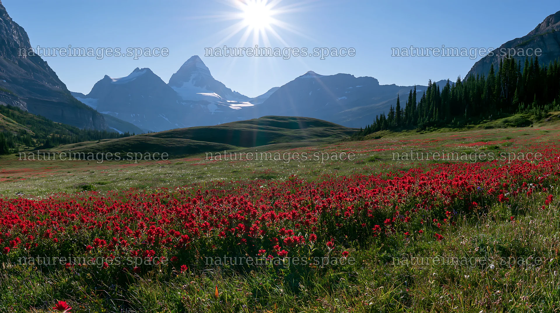 Light rays shining over flowers in Sunshine Meadows Banff – nature images 10608x5938