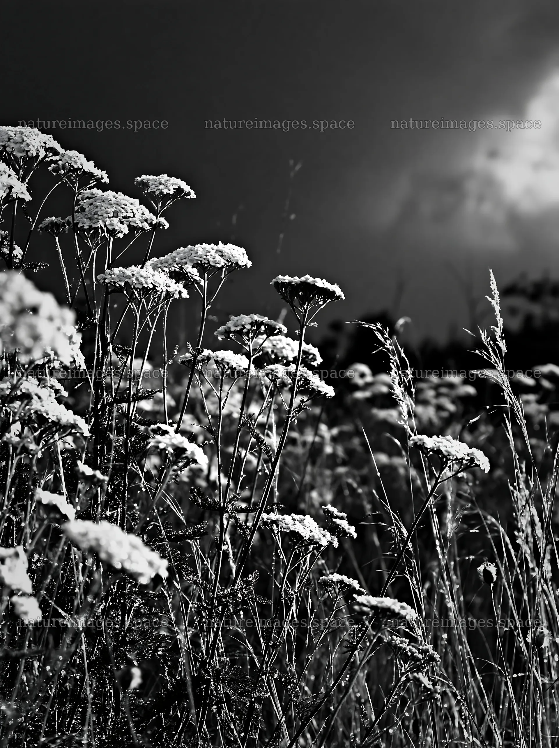 Silver dew on meadow flowers at dusk – nature images 6866x9174