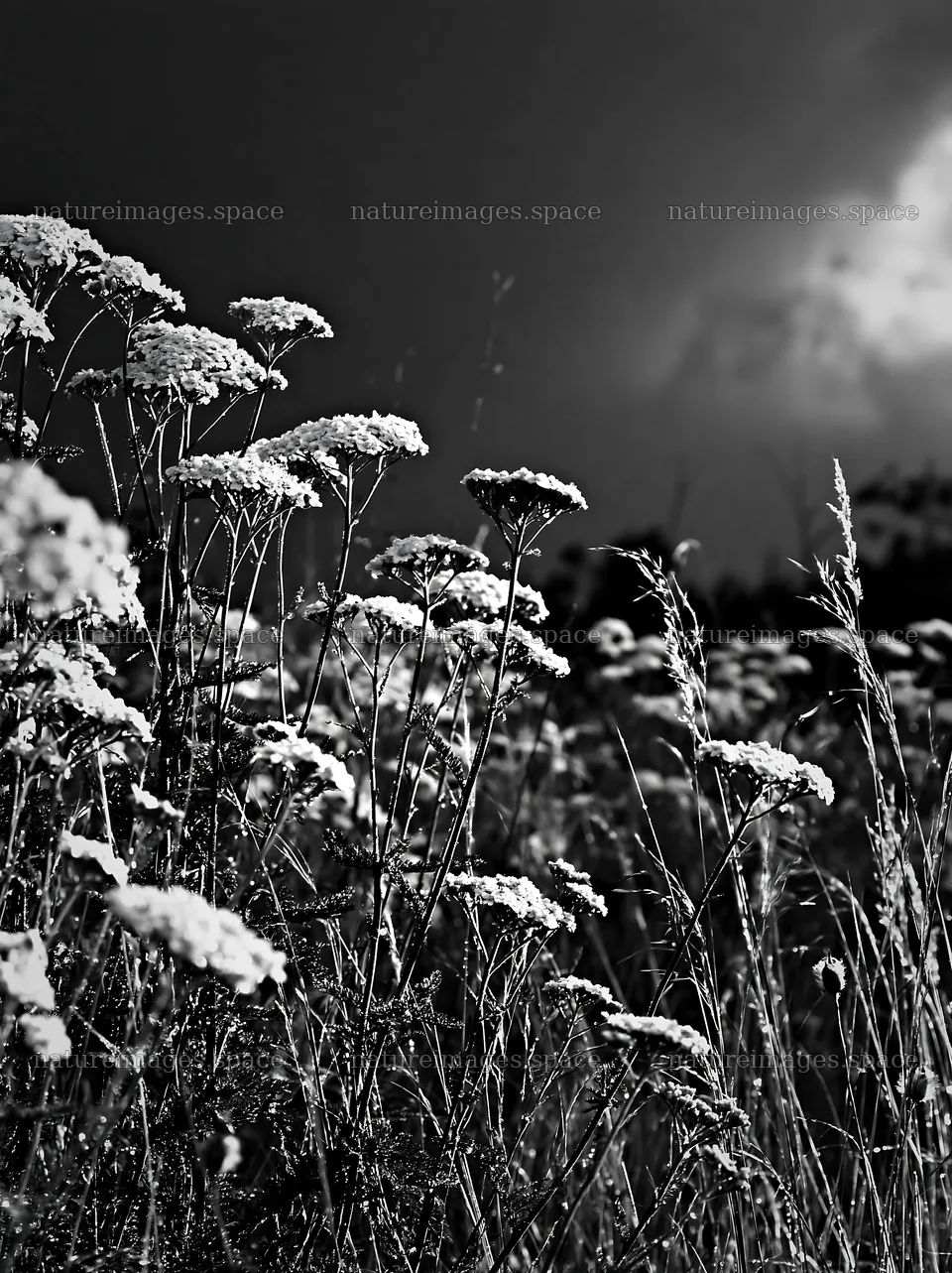 Silver dew on meadow flowers at dusk – nature images 6866x9174