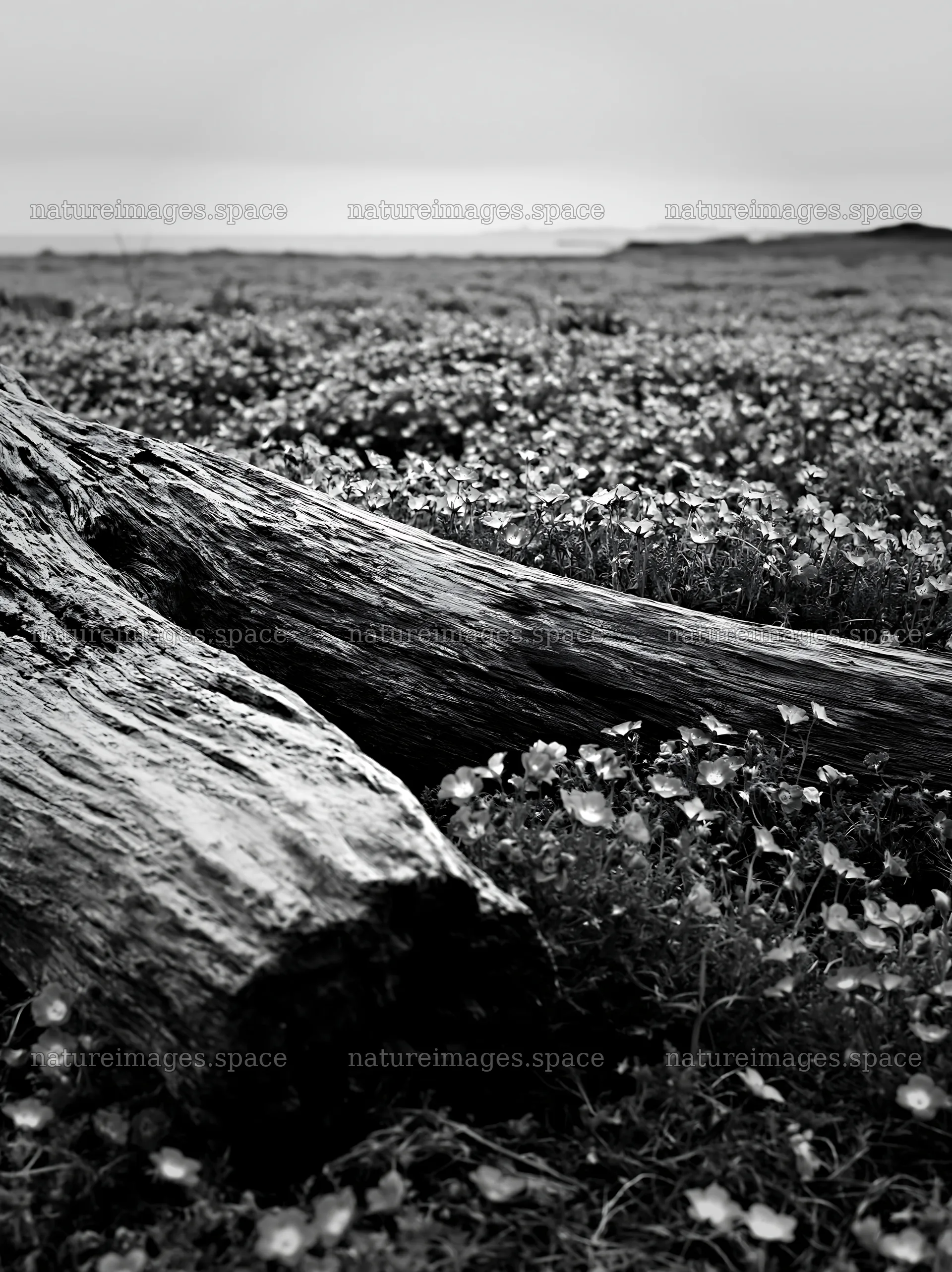 Driftwood in a coastal meadow in Chiba during cloudy weather – nature images 6866x9174