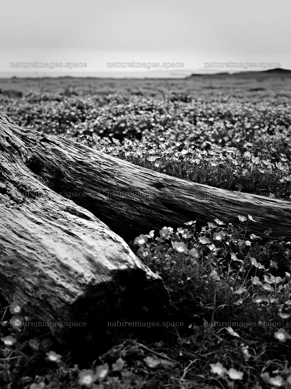 Driftwood in a coastal meadow in Chiba during cloudy weather – nature images 6866x9174