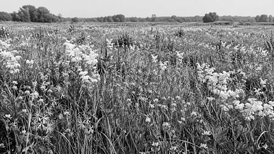Monochrome Wildflower Meadow in Bloom – nature images 10324x5812
