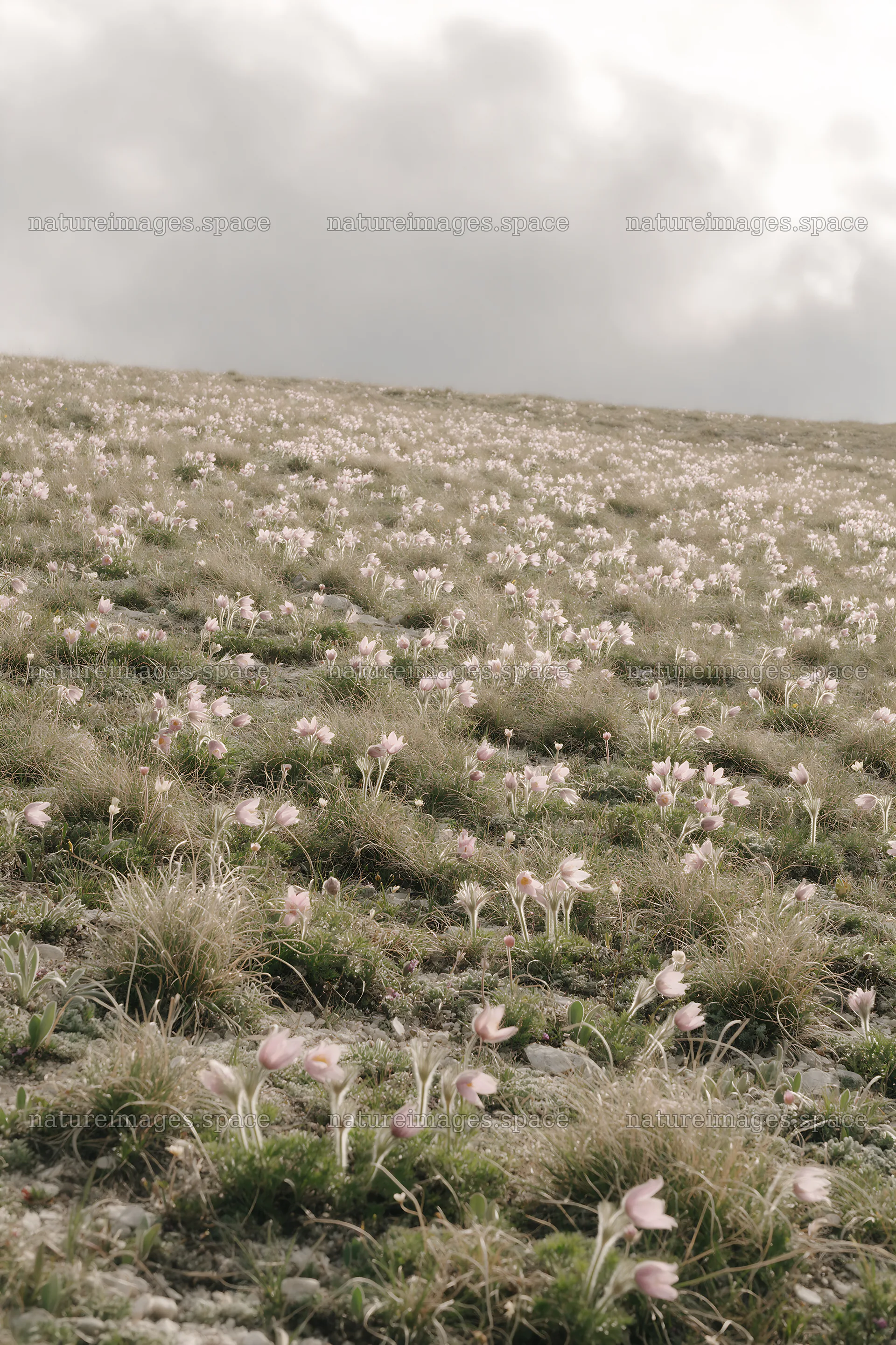 Cloudy dry flower meadow under overcast weather – nature images 6480x9722