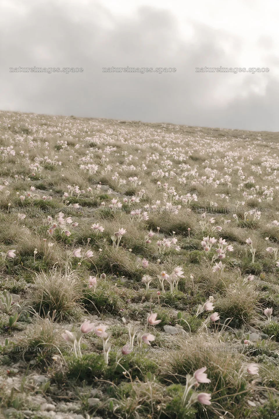 Cloudy dry flower meadow under overcast weather – nature images 6480x9722