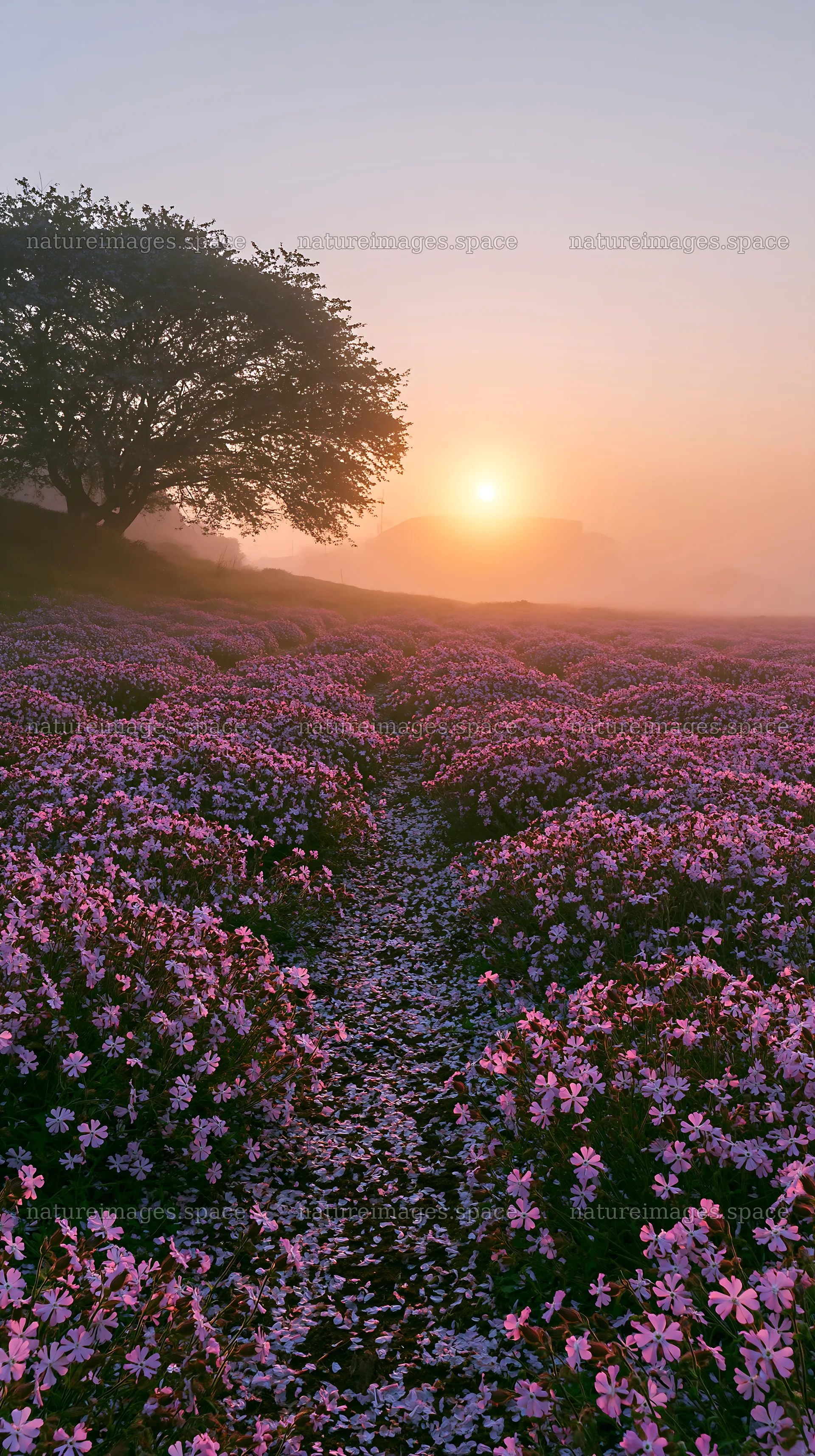 Fukuoka spring meadow fallen blossom foreground at sunrise – nature images 5938x10608