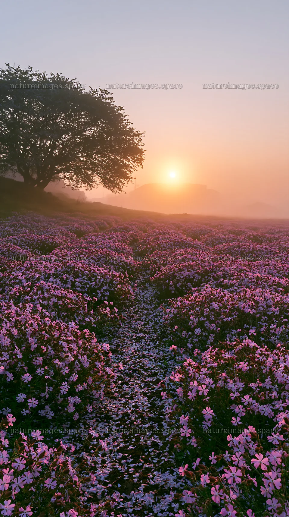 Fukuoka spring meadow fallen blossom foreground at sunrise – nature images 5938x10608