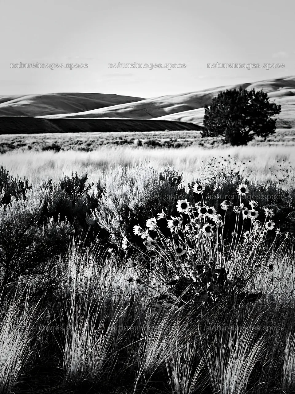 Sagebrush meadow light highlights sunflowers under blue skies – nature images 6866x9174