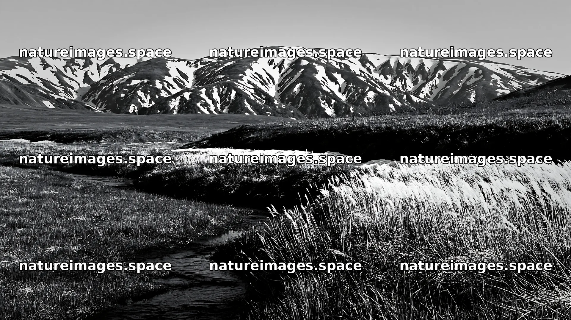 Akita snowmelt meadow with silver grasses seen in spring – nature images 10608x5938