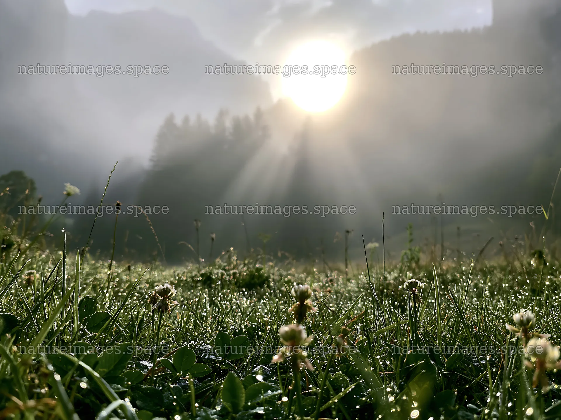 Light rays over a meadow in Lauterbrunnen Valley – nature images 9174x6866