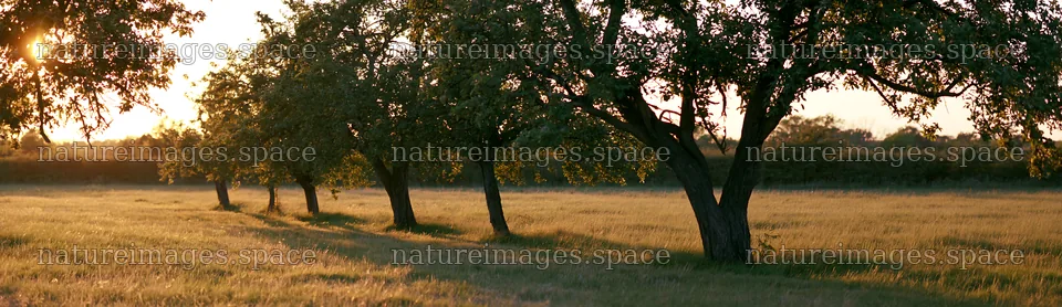 Sunset over apple meadow with trees in the background – nature images 14762x4268