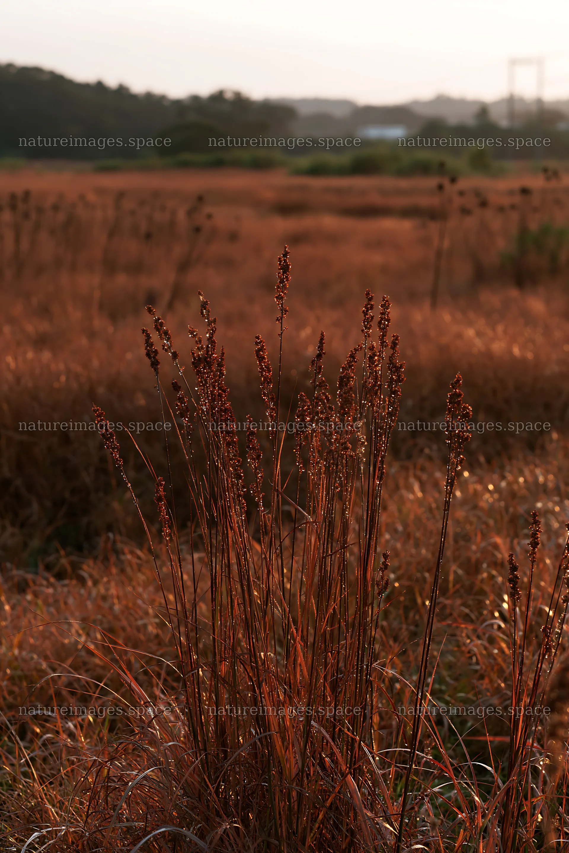 Aichi restored meadow autumn seedheads in the foreground – nature images 6480x9722