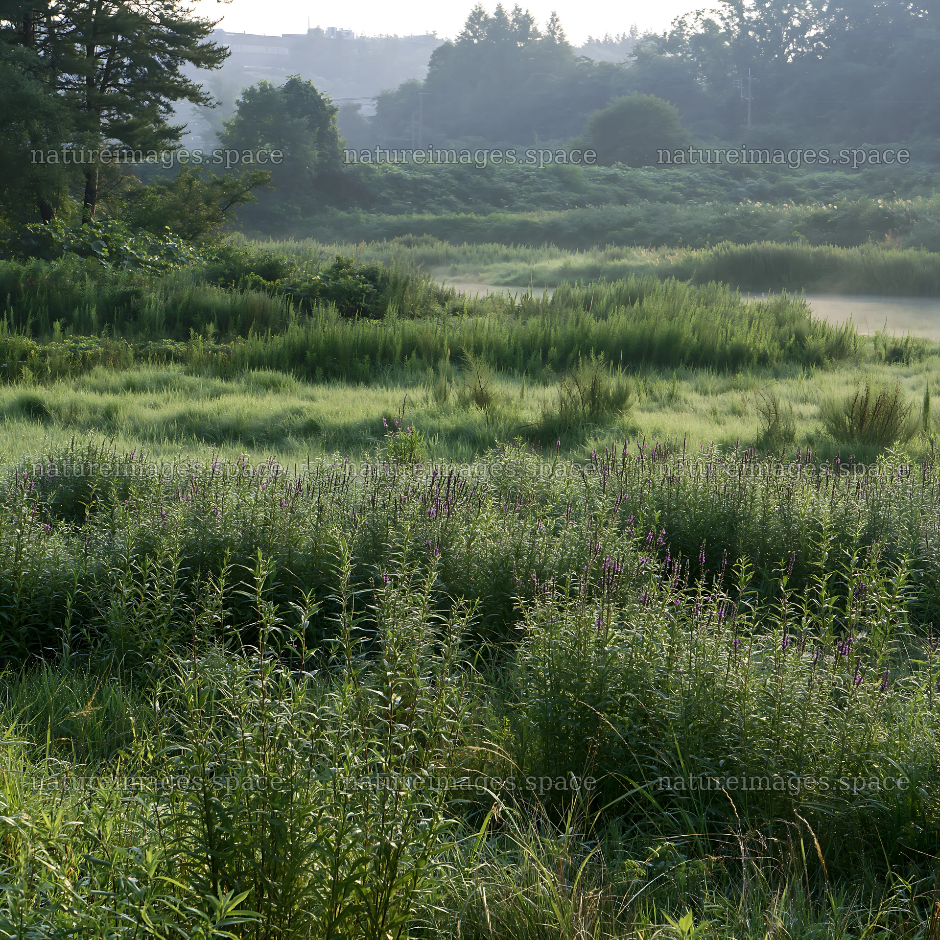 Niigata floodplain restoration meadow dew foreground – nature images 7938x7938