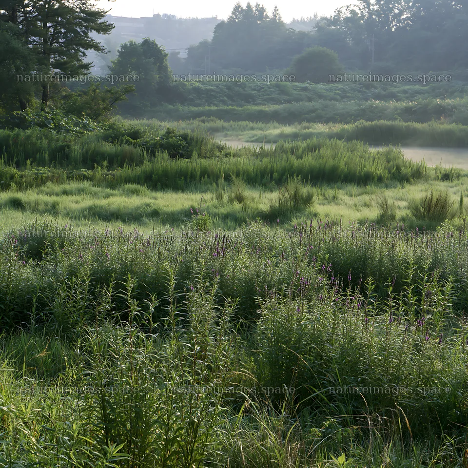 Niigata floodplain restoration meadow dew foreground – nature images 7938x7938