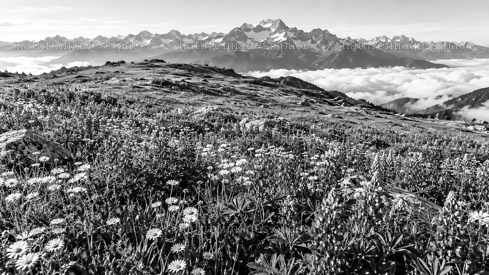 Monochrome Meadow Beneath Snowy Mountain Peaks – nature images 10324x5812