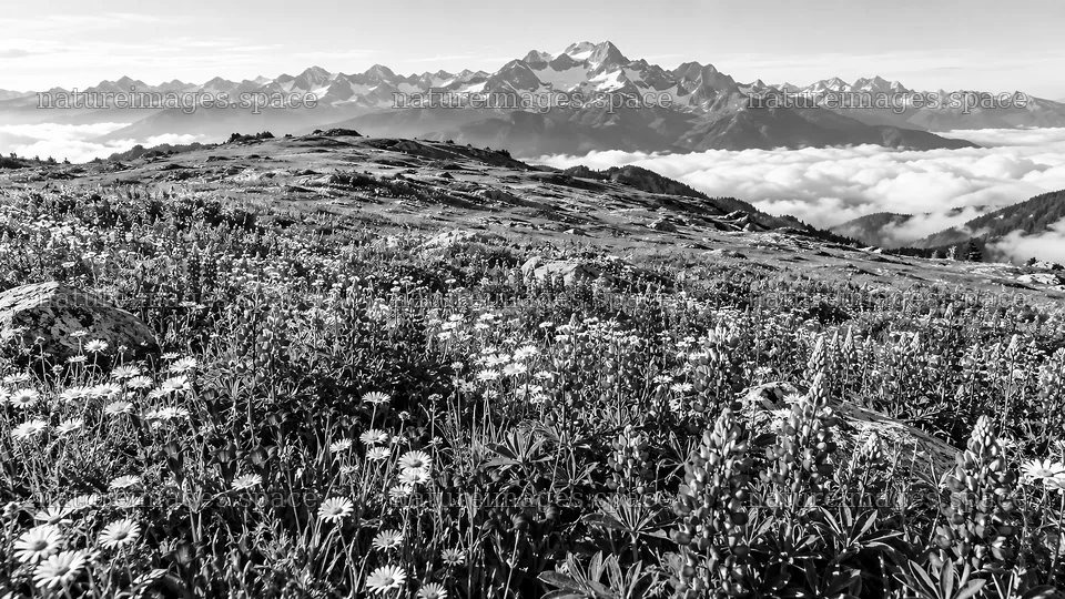 Monochrome Meadow Beneath Snowy Mountain Peaks – nature images 10324x5812