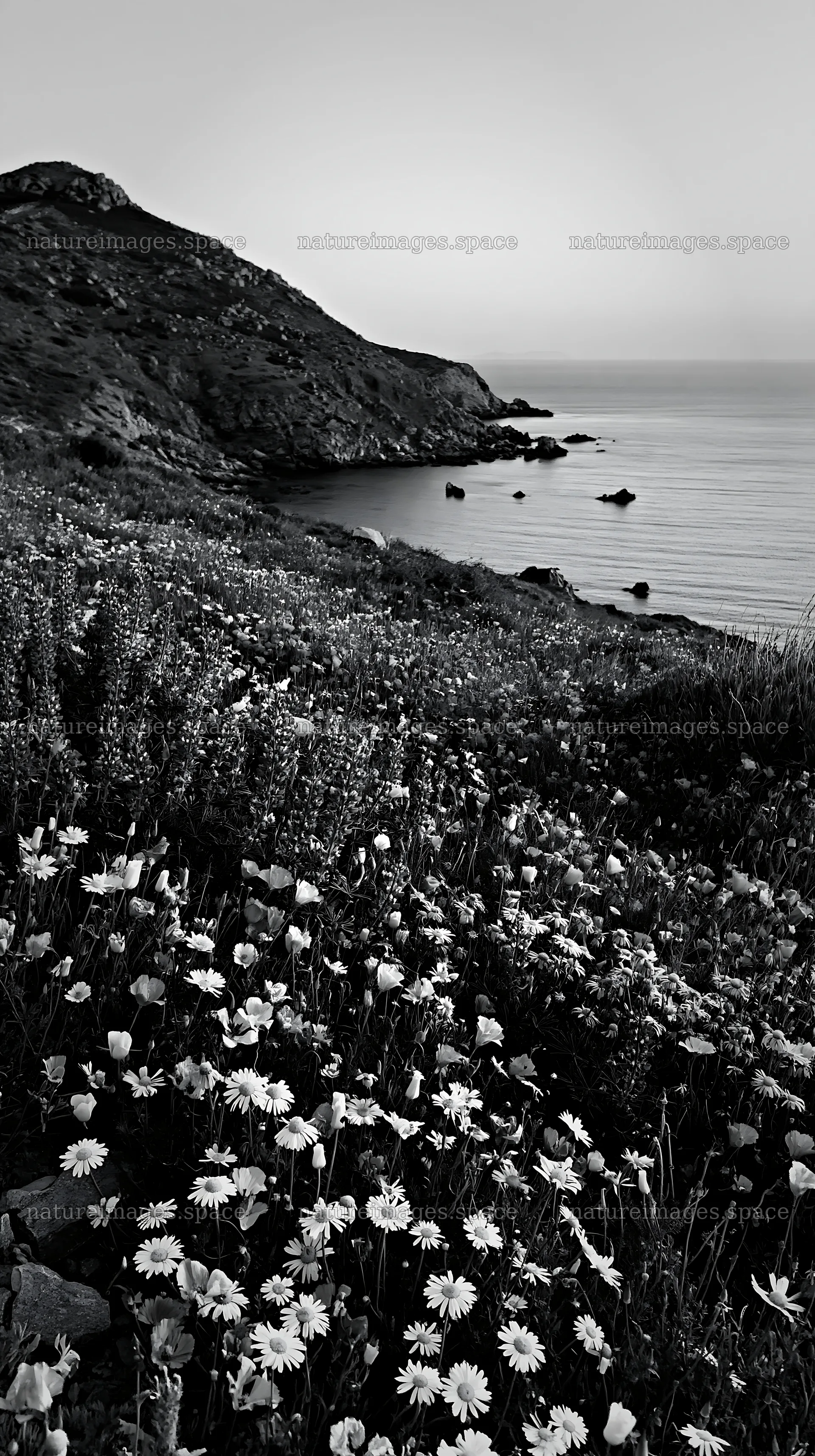 Colorful poppy meadow near the coastline in the evening light – nature images 5938x10608