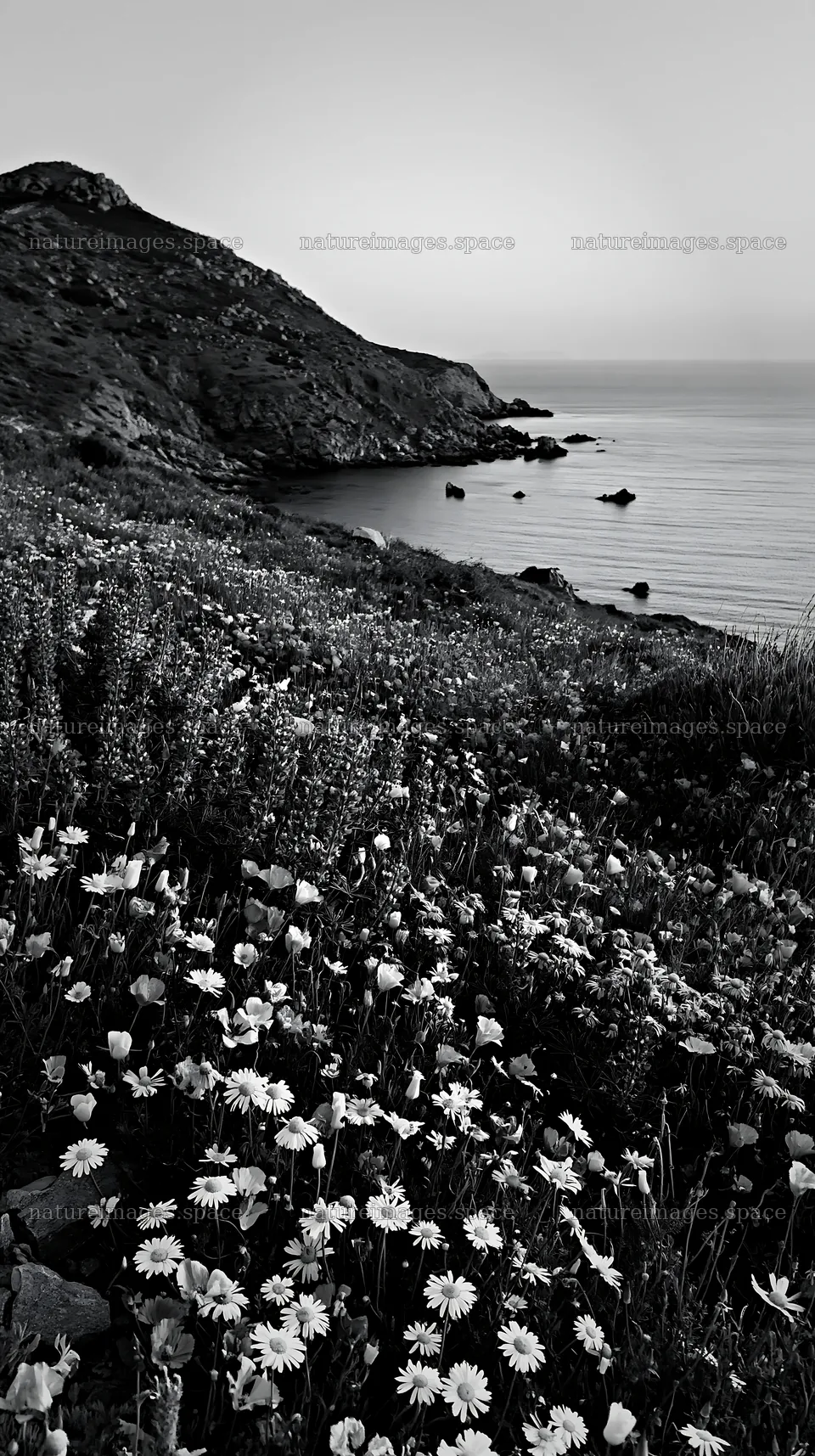 Colorful poppy meadow near the coastline in the evening light – nature images 5938x10608