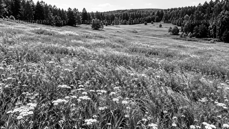 Wildflower Meadow in a Forest Clearing – nature images 10324x5812