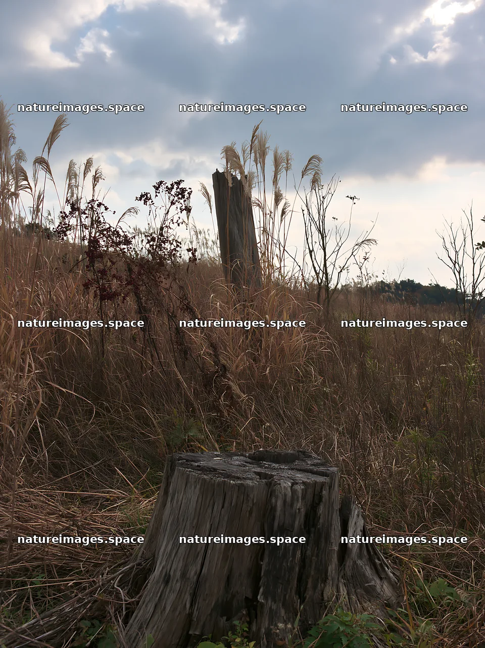 Fukushima native meadow with weathered stump in dry grass – nature images 6866x9174