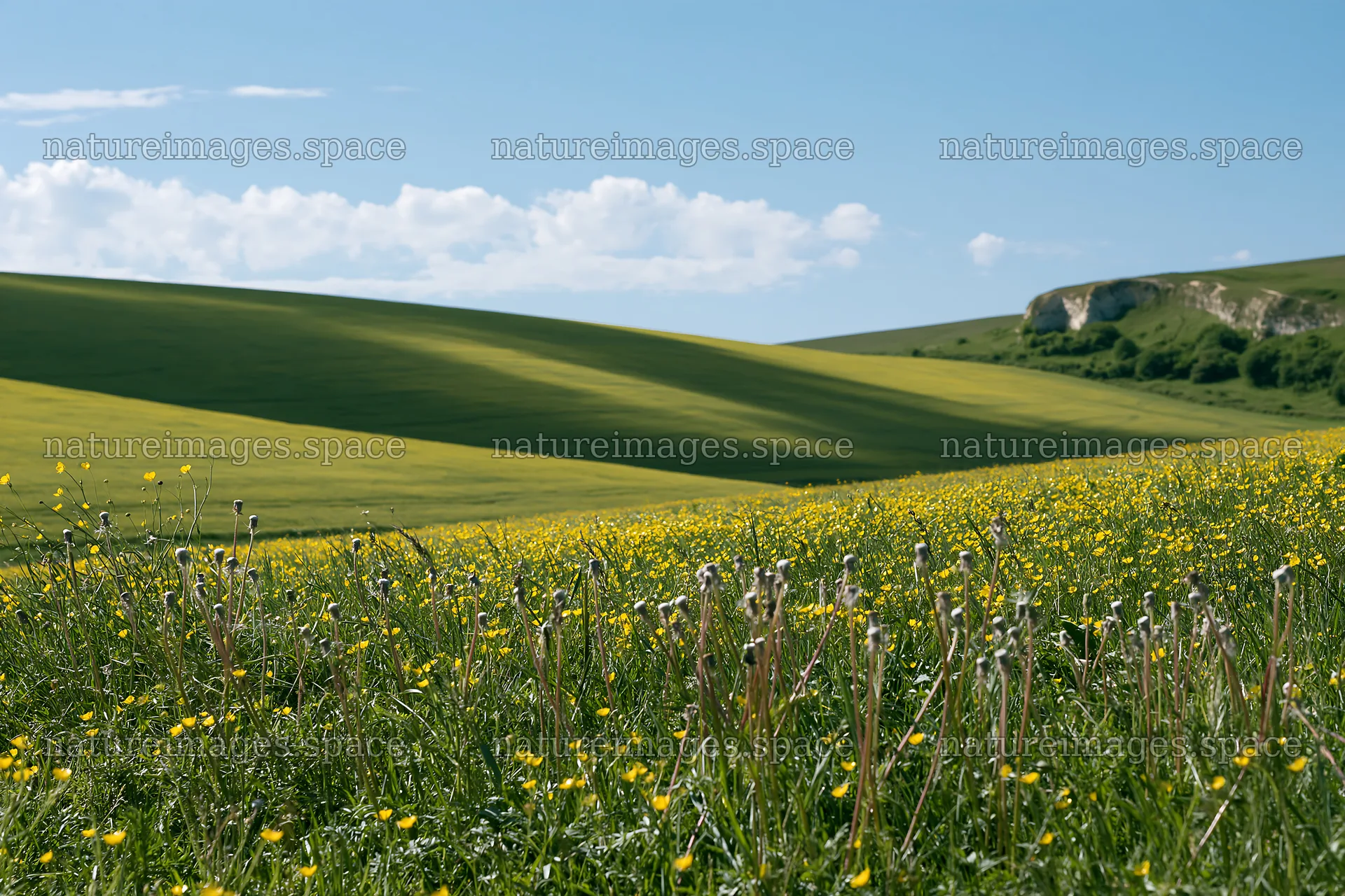 Colorful buttercup meadow under a clear blue sky – nature images 9722x6480