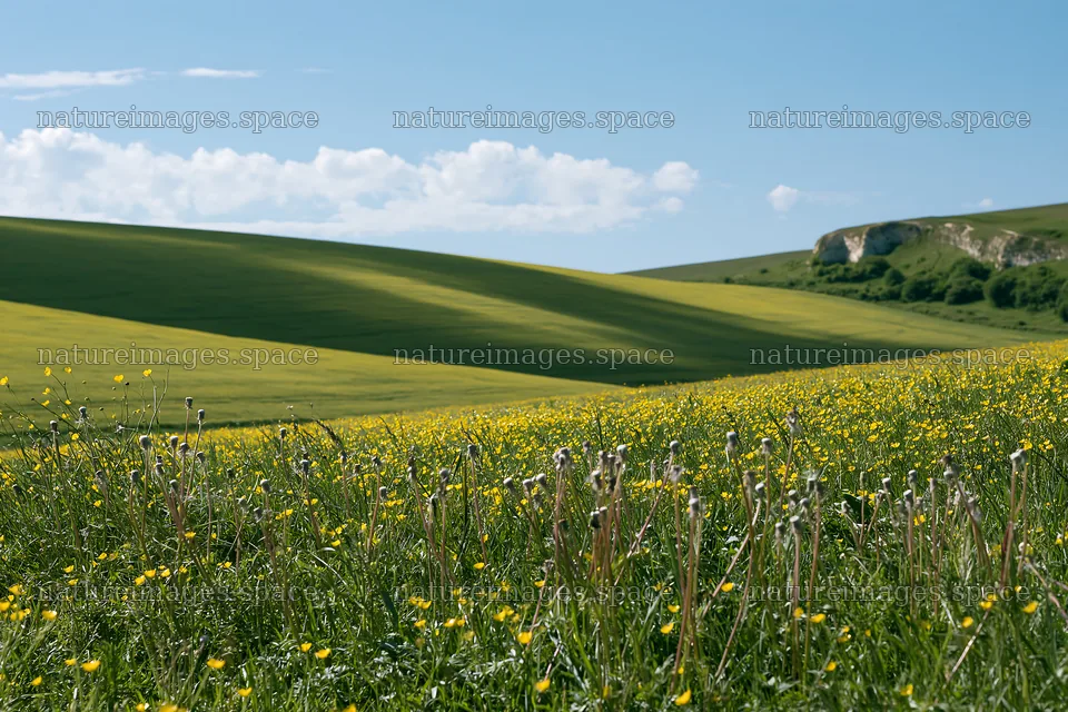 Colorful buttercup meadow under a clear blue sky – nature images 9722x6480