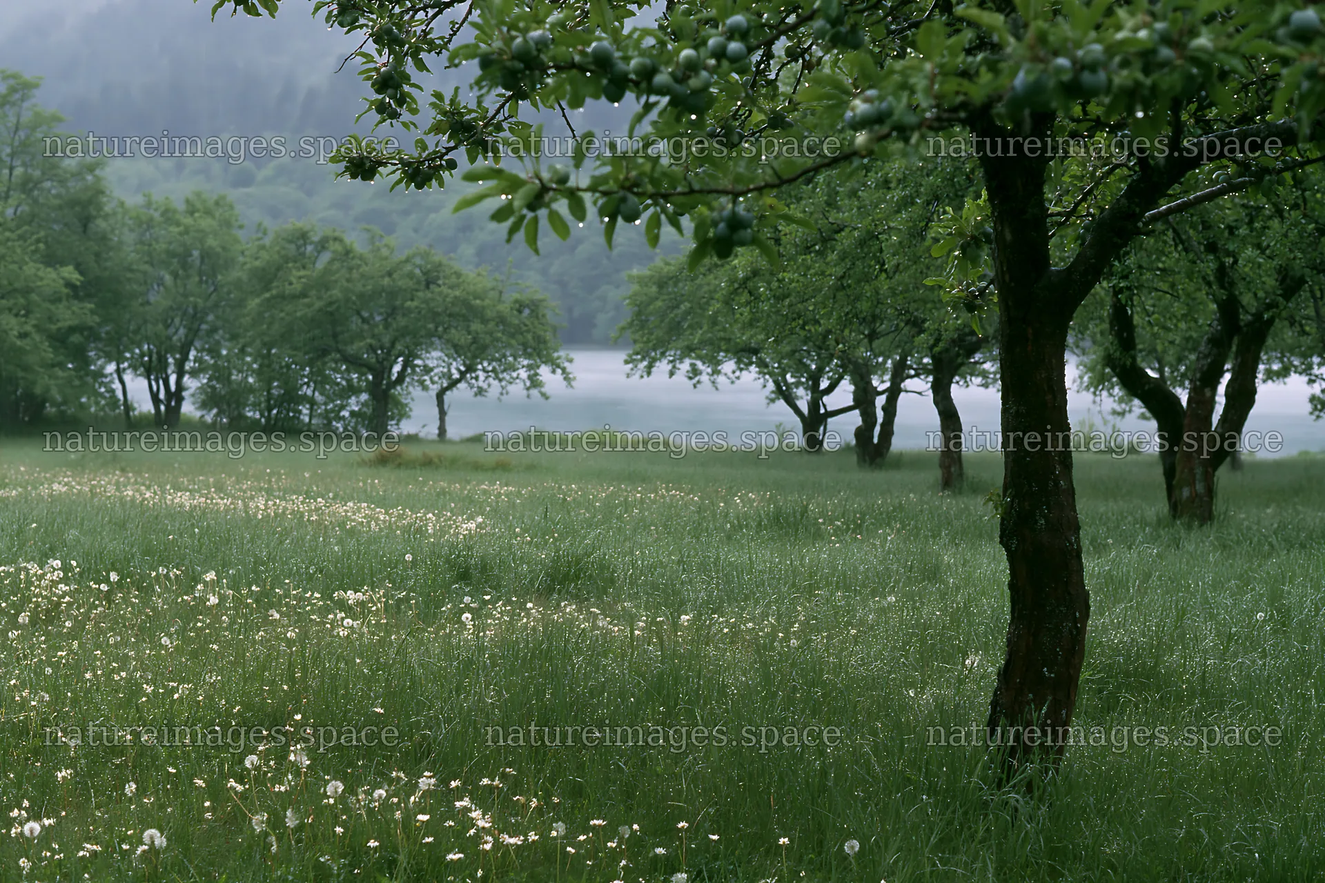 Lakeside orchard meadow with trees and flowers – nature images 9722x6480