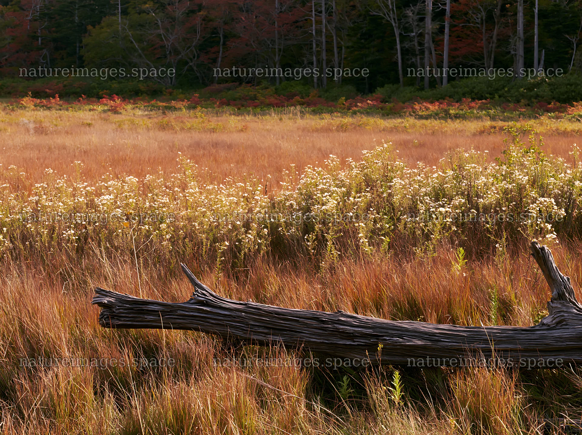 Wakayama autumn meadow weathered wood foreground – nature images 9174x6866