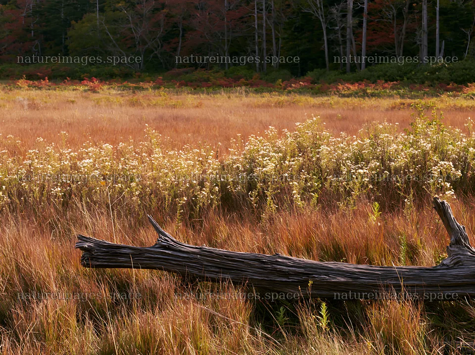 Wakayama autumn meadow weathered wood foreground – nature images 9174x6866