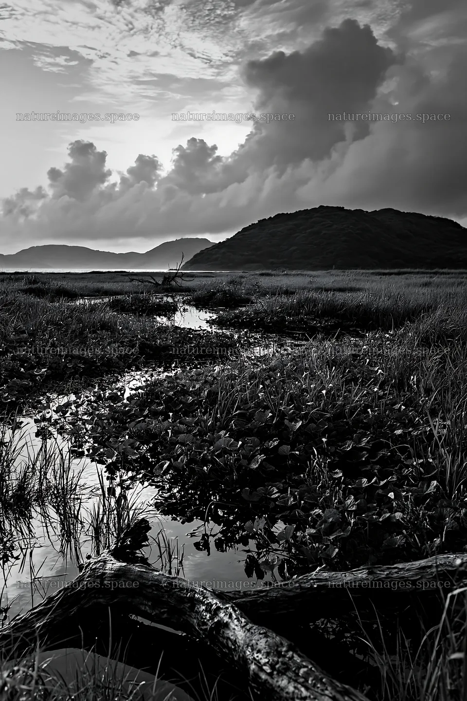 Nagasaki coastal meadow driftwood foreground mood – nature images 6480x9722