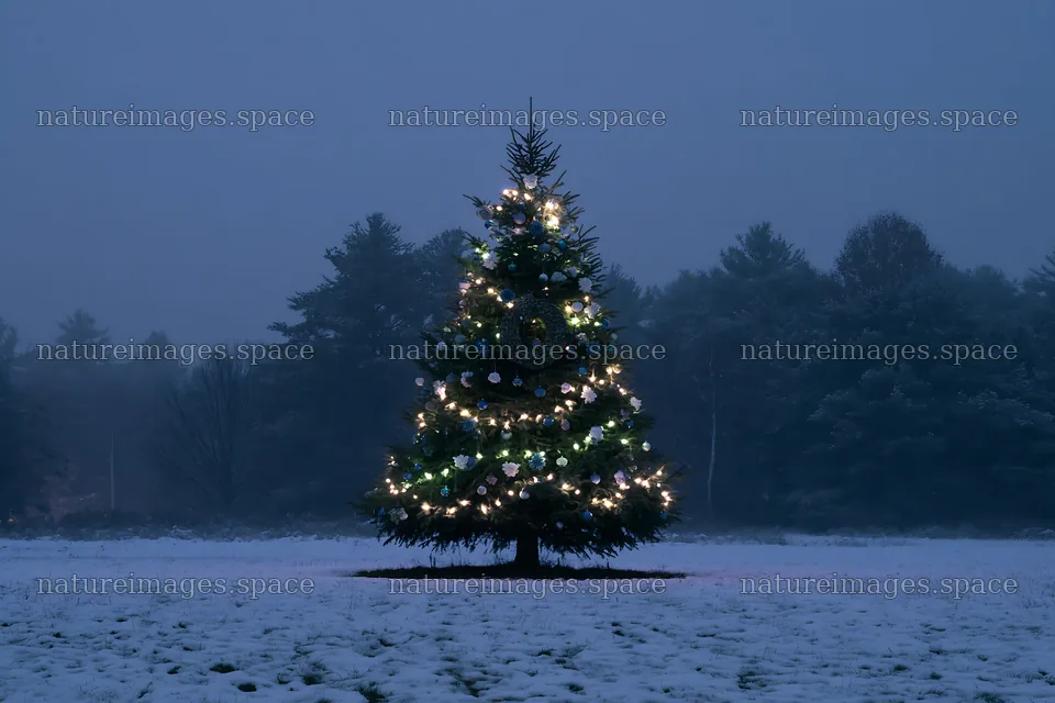 Decorated Christmas tree in snowy meadow at night – nature images 9722x6480
