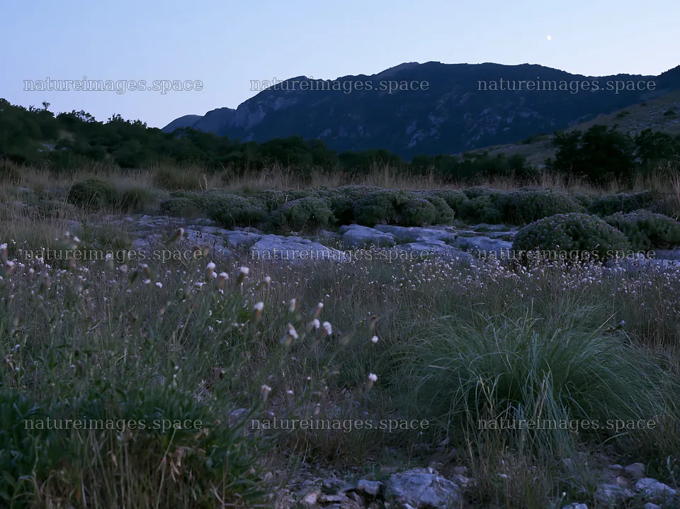 Night-blooming meadow with mountains in the background – nature images 9174x6866