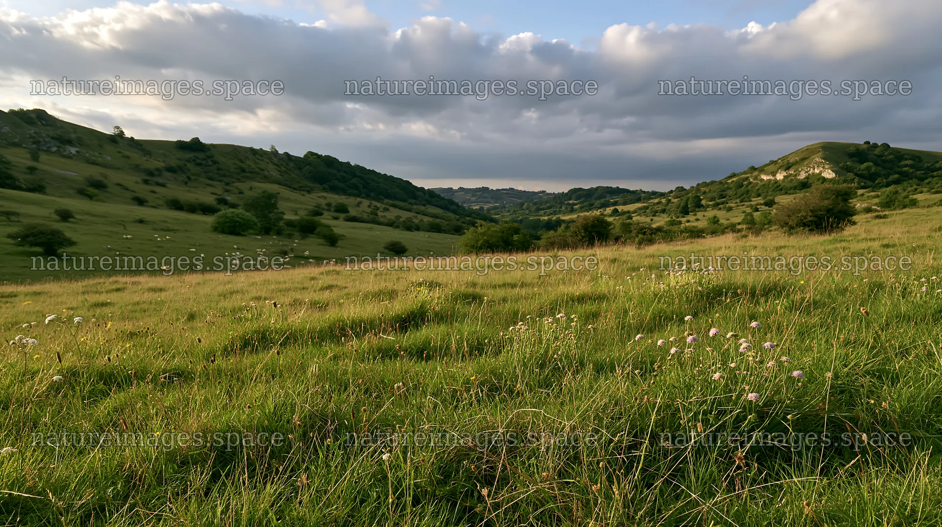 Cloudy calcareous grassland meadow with natural copy space – nature images 10608x5938