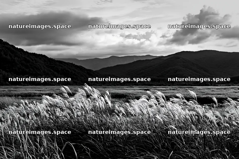 Iwate rain refreshed meadow seedhead foreground under cloudy sky – nature images 9722x6480