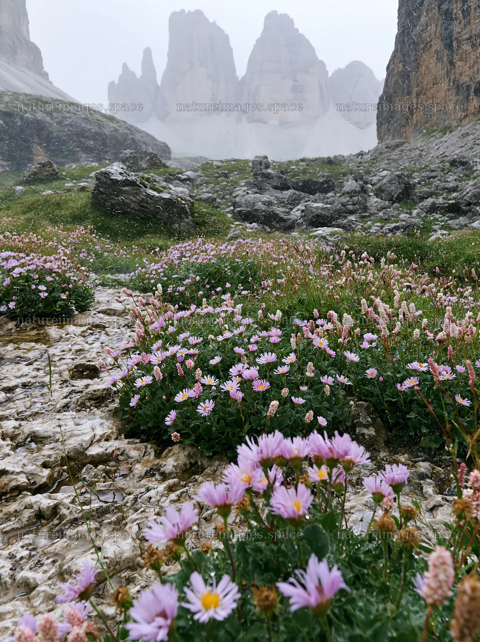 Climate-resilient meadow with blooming flowers and rocky cliffs – nature images 6866x9174