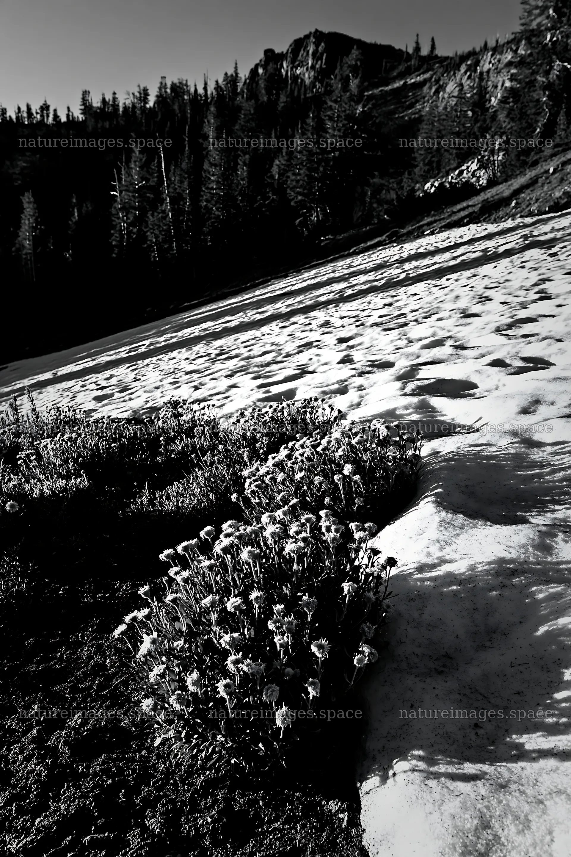 Snowy foothill meadow with flowers against a rocky background – nature images 6480x9722